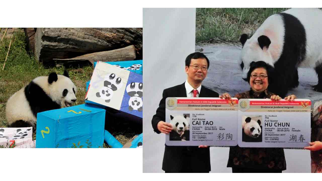 Understanding Panda Diplomacy